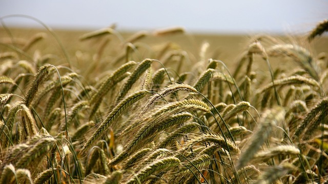 Agencija za plaćanja u poljoprivredi, ribarstvu i ruralnom razvoju objavila je natječaj za provedbu podmjere 6.1. »Potpora za pokretanje poslovanja mladim poljoprivrednicima«