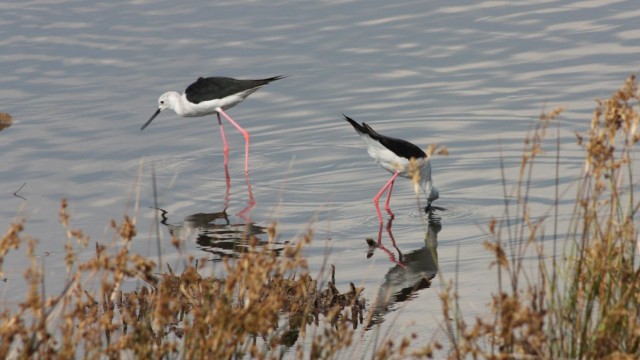 FINALE NAJ EU PROJEKTA 2022: CREW - Koordinirano upravljanje močvarnim područjima u prekograničnom dijelu Hrvatske i Italije