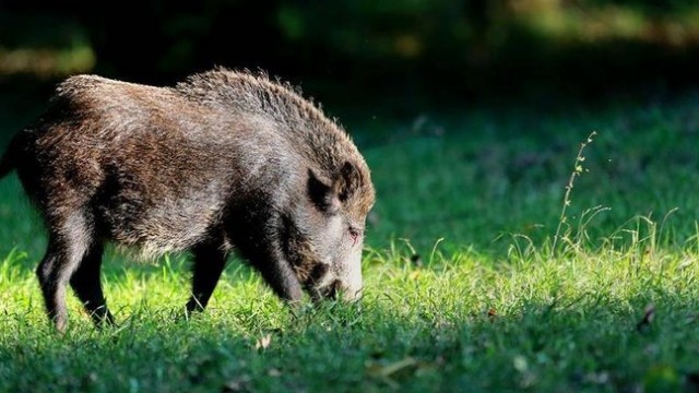 1,2 milijuna kuna za potpore i unapređenje lovstva